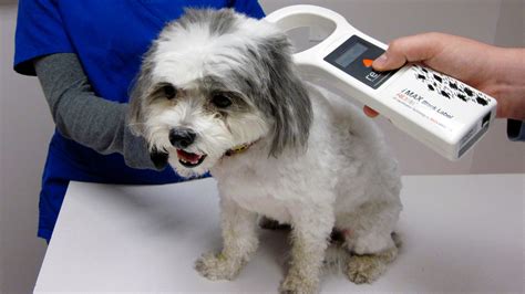 rfid chip for dogs cost|where to get dog microchipped.